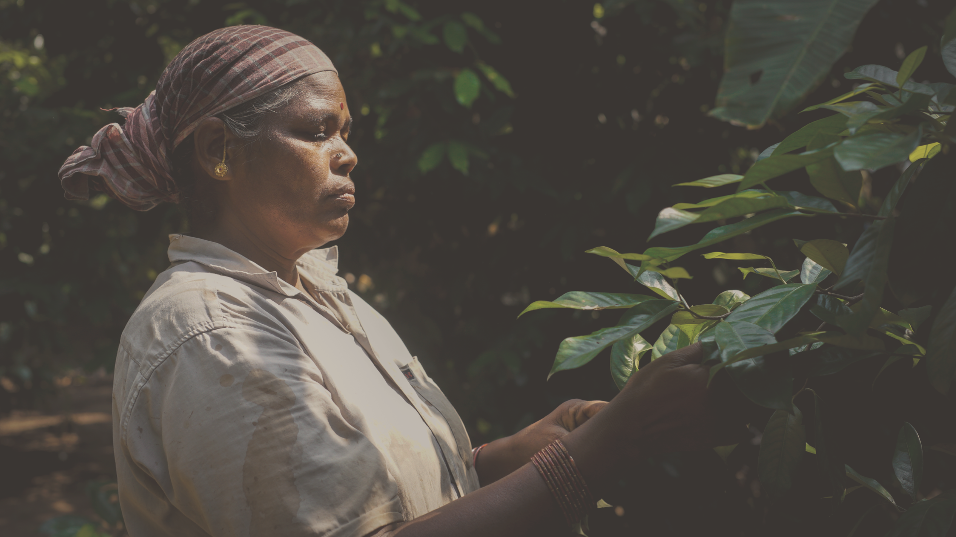 Indian woman picking organic, Ayurvedic herbs from a tree in India