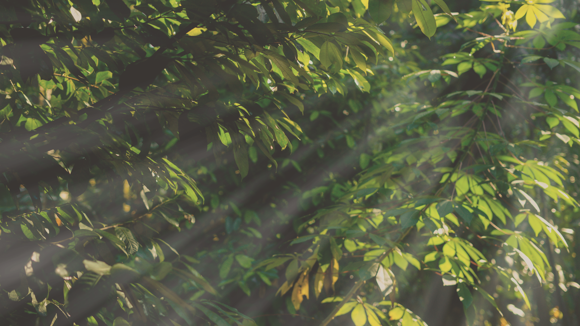 beautiful indian tree immersed into the late afternoon sun