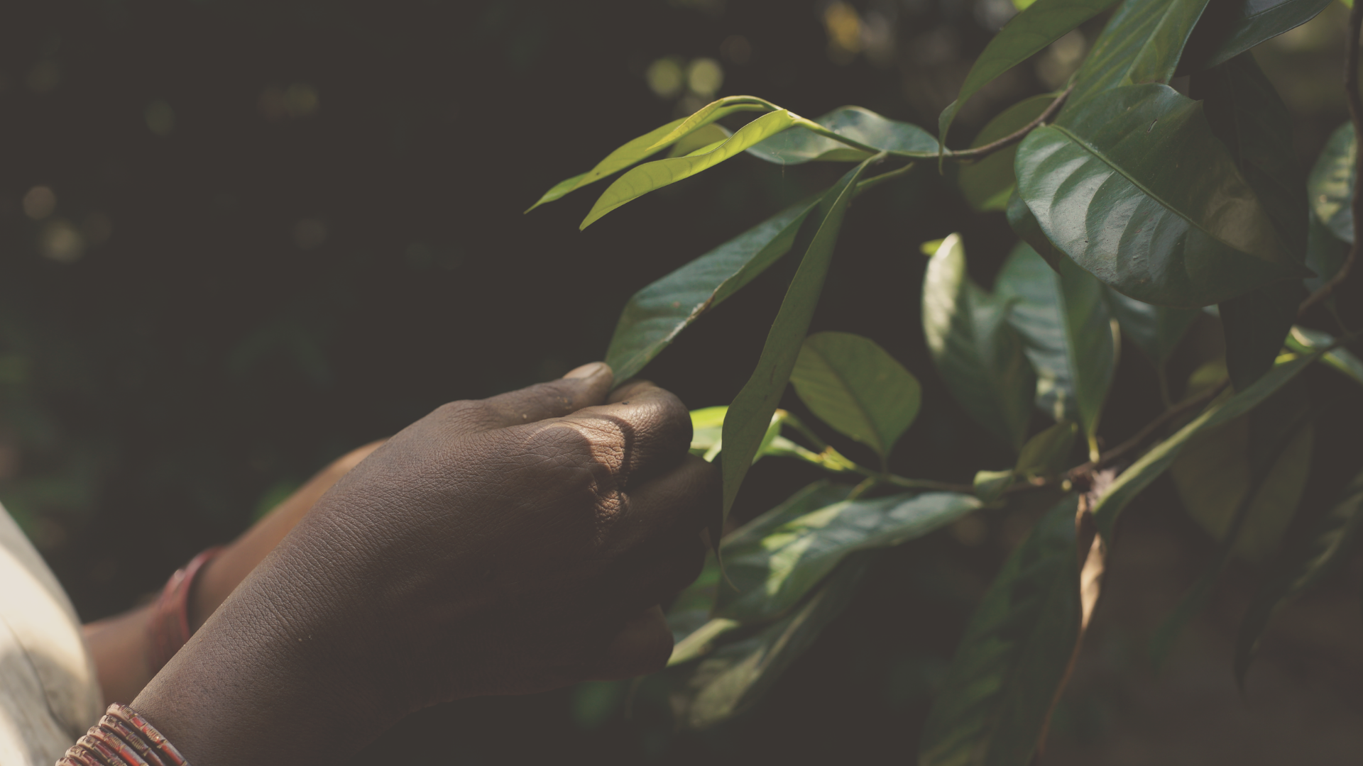 hands of an Indian woman picking herbs from a tree immersed into the beautiful late summer light