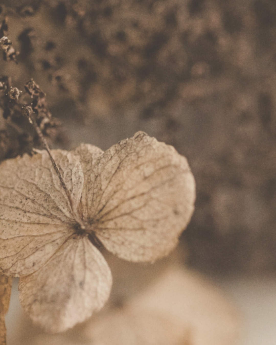 close-up of brown dried flowers