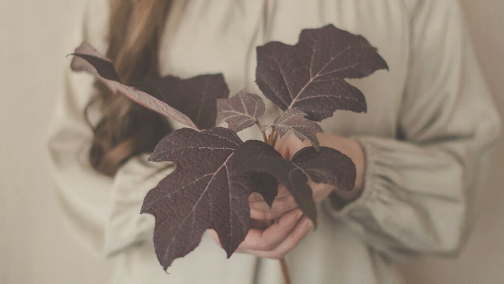 woman's hands holding fallen purple maple leaves